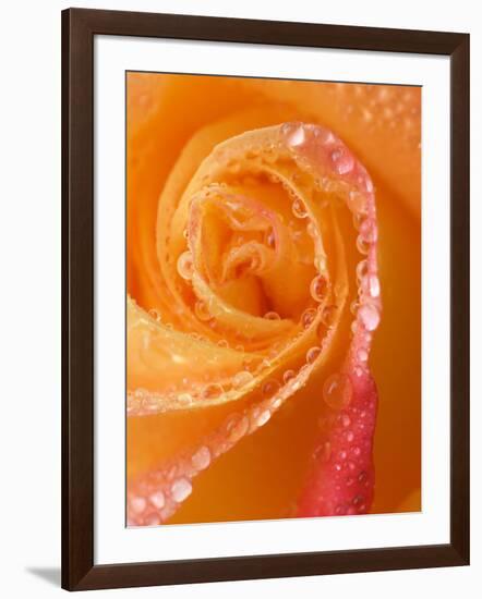 Rose Close-up with Dew-Nancy Rotenberg-Framed Photographic Print