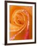 Rose Close-up with Dew-Nancy Rotenberg-Framed Photographic Print