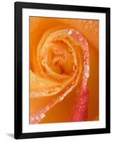 Rose Close-up with Dew-Nancy Rotenberg-Framed Photographic Print