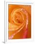 Rose Close-up with Dew-Nancy Rotenberg-Framed Photographic Print