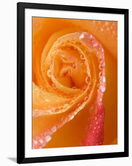 Rose Close-up with Dew-Nancy Rotenberg-Framed Photographic Print