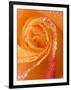 Rose Close-up with Dew-Nancy Rotenberg-Framed Photographic Print