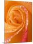 Rose Close-up with Dew-Nancy Rotenberg-Mounted Photographic Print