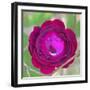 Rose close-up-Jamie & Judy Wild-Framed Photographic Print