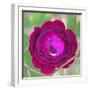 Rose close-up-Jamie & Judy Wild-Framed Photographic Print