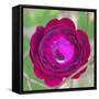 Rose close-up-Jamie & Judy Wild-Framed Stretched Canvas