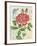 Rose Collage-Pamela Gladding-Framed Premium Giclee Print