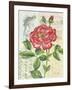 Rose Collage-Pamela Gladding-Framed Art Print