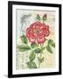 Rose Collage-Pamela Gladding-Framed Art Print