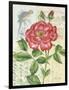 Rose Collage-Pamela Gladding-Framed Art Print