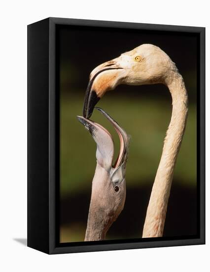 Rose coloured flamingo feeding fledgling-Herbert Kehrer-Framed Stretched Canvas