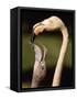 Rose coloured flamingo feeding fledgling-Herbert Kehrer-Framed Stretched Canvas