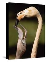 Rose coloured flamingo feeding fledgling-Herbert Kehrer-Stretched Canvas