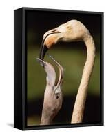 Rose coloured flamingo feeding fledgling-Herbert Kehrer-Framed Stretched Canvas