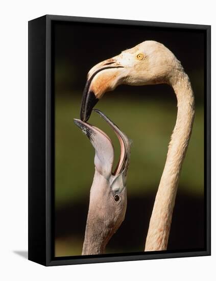 Rose coloured flamingo feeding fledgling-Herbert Kehrer-Framed Stretched Canvas