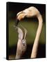 Rose coloured flamingo feeding fledgling-Herbert Kehrer-Framed Stretched Canvas