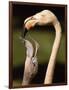 Rose coloured flamingo feeding fledgling-Herbert Kehrer-Framed Photographic Print