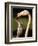 Rose coloured flamingo feeding fledgling-Herbert Kehrer-Framed Photographic Print