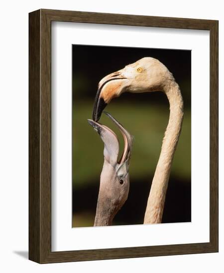 Rose coloured flamingo feeding fledgling-Herbert Kehrer-Framed Photographic Print