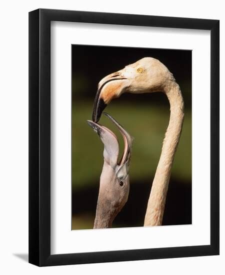 Rose coloured flamingo feeding fledgling-Herbert Kehrer-Framed Photographic Print