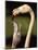 Rose coloured flamingo feeding fledgling-Herbert Kehrer-Mounted Photographic Print