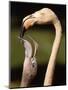 Rose coloured flamingo feeding fledgling-Herbert Kehrer-Mounted Photographic Print