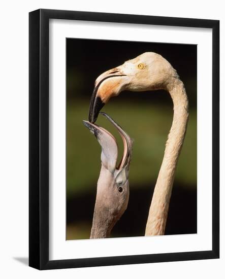Rose coloured flamingo feeding fledgling-Herbert Kehrer-Framed Photographic Print