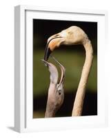 Rose coloured flamingo feeding fledgling-Herbert Kehrer-Framed Photographic Print