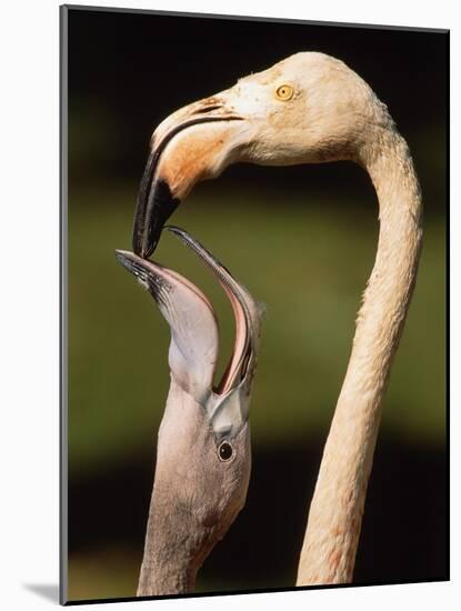 Rose coloured flamingo feeding fledgling-Herbert Kehrer-Mounted Photographic Print