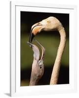 Rose coloured flamingo feeding fledgling-Herbert Kehrer-Framed Photographic Print