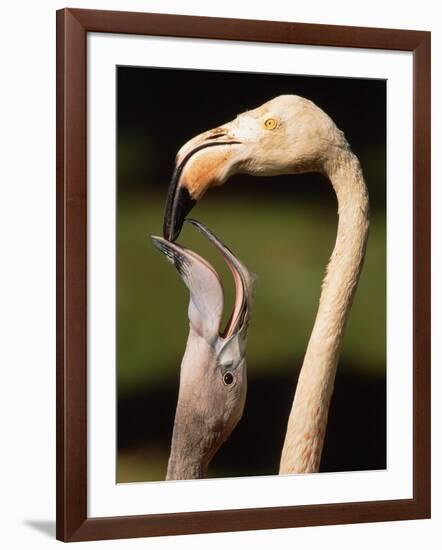 Rose coloured flamingo feeding fledgling-Herbert Kehrer-Framed Photographic Print