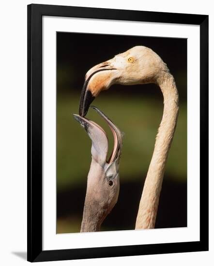 Rose coloured flamingo feeding fledgling-Herbert Kehrer-Framed Photographic Print