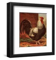 Rose-Combed Dorking Cock-Cassell's Poultry Book-Framed Art Print