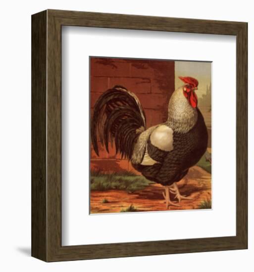 Rose-Combed Dorking Cock-Cassell's Poultry Book-Framed Art Print