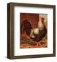 Rose-Combed Dorking Cock-Cassell's Poultry Book-Framed Art Print