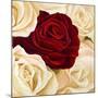 Rose Composition II-Serena Biffi-Mounted Art Print