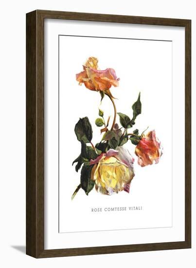 Rose Comtesse Vitali-H.g. Moon-Framed Art Print