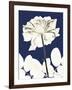 Rose Cool Dynasty 2-Albert Koetsier-Framed Art Print