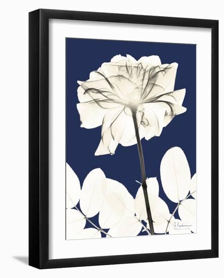 Rose Cool Dynasty 2-Albert Koetsier-Framed Art Print