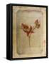 Rose Copie-Nathalie Diacci-Framed Stretched Canvas