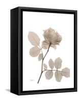 Rose Cream 1-Albert Koetsier-Framed Stretched Canvas