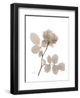 Rose Cream 1-Albert Koetsier-Framed Art Print