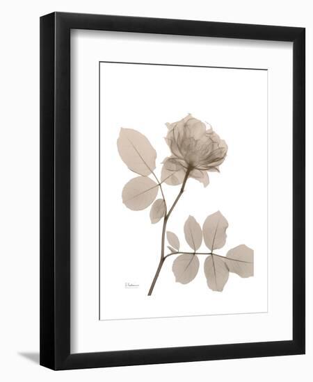 Rose Cream 1-Albert Koetsier-Framed Art Print