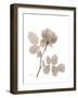 Rose Cream 1-Albert Koetsier-Framed Art Print