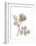 Rose Cream 1-Albert Koetsier-Framed Art Print