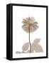 Rose Cream 2-Albert Koetsier-Framed Stretched Canvas