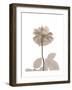 Rose Cream 2-Albert Koetsier-Framed Art Print