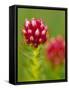 Rose Crown Flower near Independence Pass, Colorado, USA-Julie Eggers-Framed Stretched Canvas