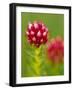 Rose Crown Flower near Independence Pass, Colorado, USA-Julie Eggers-Framed Photographic Print