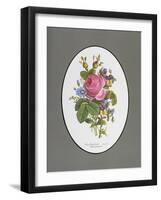 Rose Cumberland, Pansies and Cineraria-Pierre Joseph Redouté-Framed Giclee Print